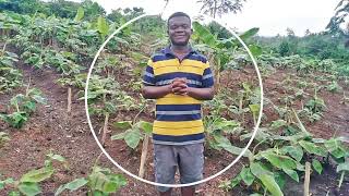Open Field Method Vs Shaded Plantain/Banana Seedlings During Multiplication