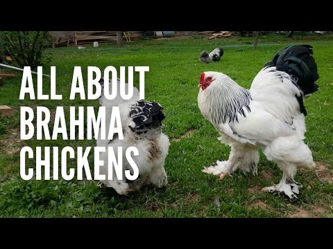 Video: Lichtgewicht Brahma-kippen verhogen
