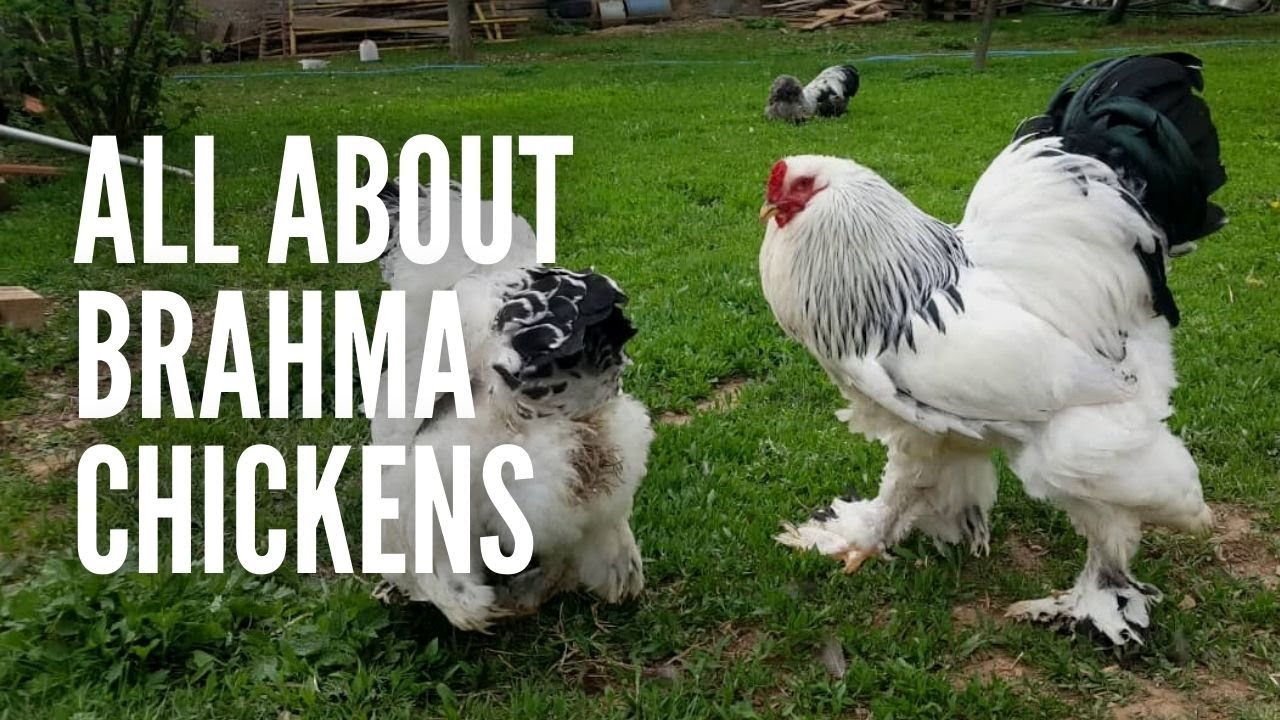 Brahma Chickens: All You Need to Know About Them 