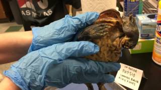 Frog Dissection 2