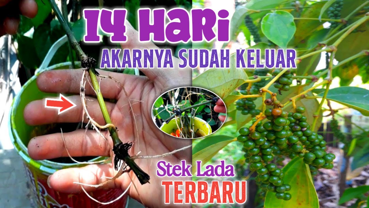 Cara Mudah Membuat Bibit Lada, Membuat Stek Lada Dengan Cepat