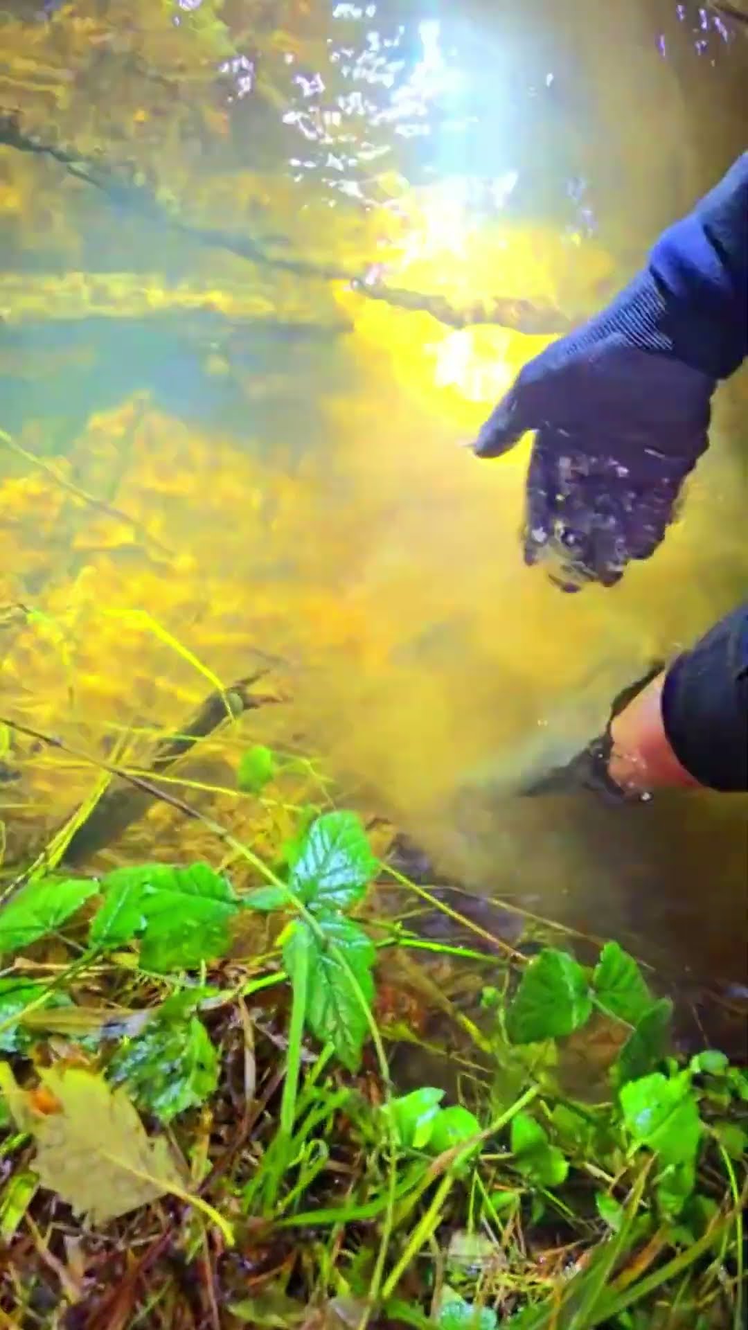 Diamond Crystal found #shortvideo