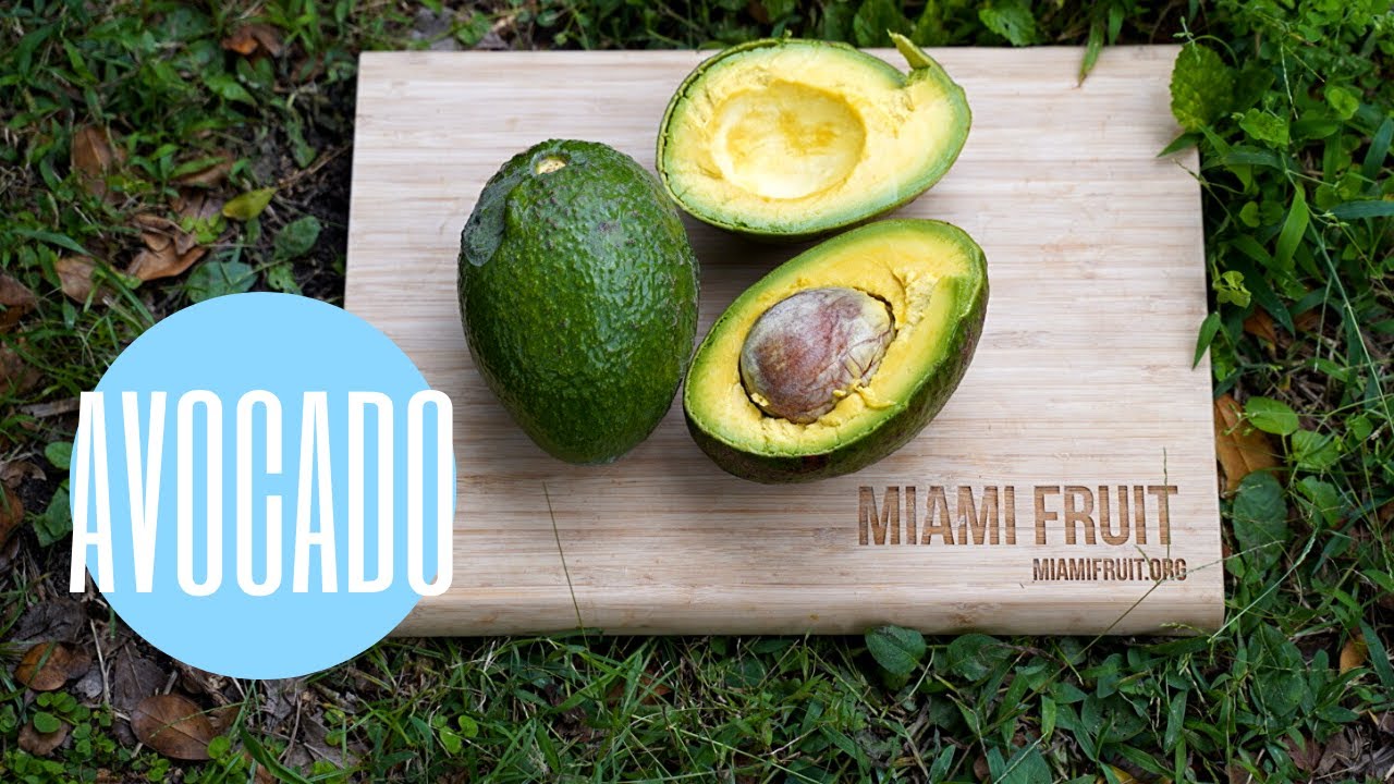 How To Tell When A Florida Avocado Is Ripe Youtube