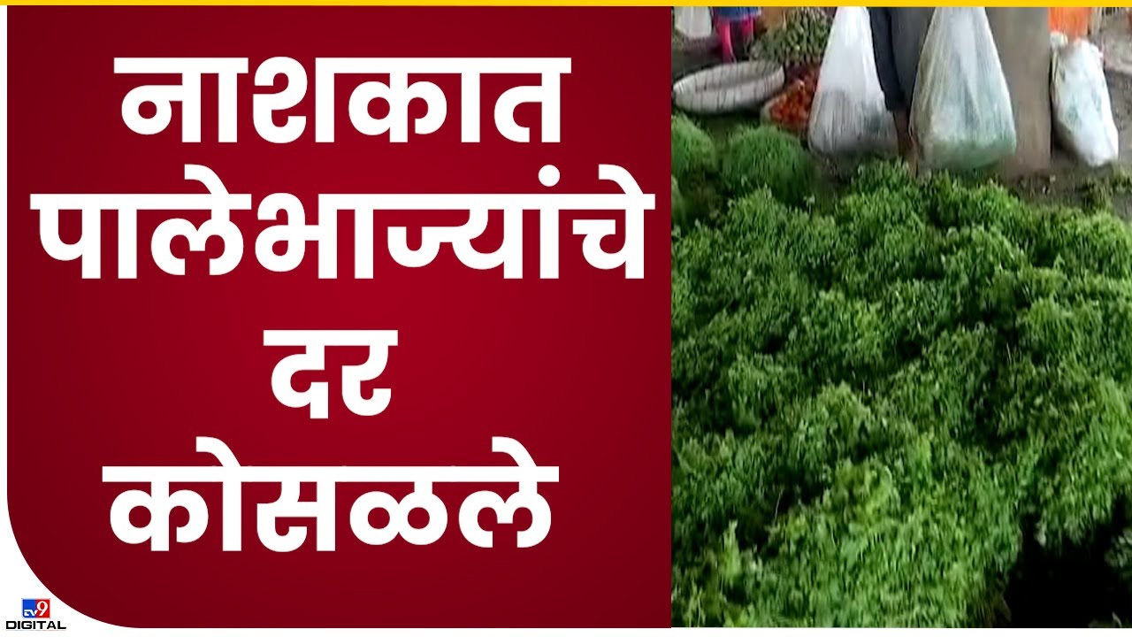 Nashik Vegetable market | लहरी पावसामुळे नाशिकमध्ये पालेभाज्यांचे नुकसान,पालेभाज्यांचे दर कोसळले-tv9