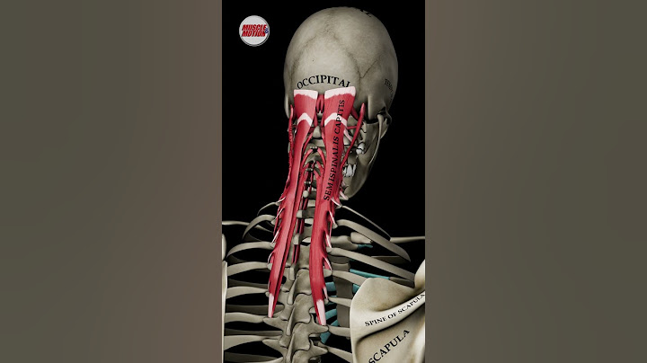 Explore Cervical and Head Extension Like Never Before!