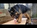 Shepherd Eats Raw Turkey - K9 Mukbang Shepherd Eats Raw Turkey - K9 Mukbang