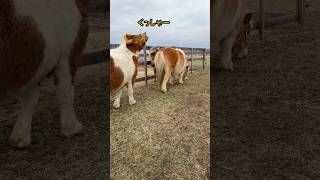 癖になる〜♪#shorts