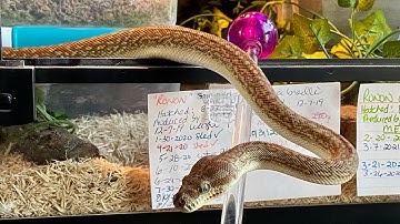 Train your Snake to Target: Step by Step for Confident Snakes