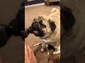 😂 Sweet Puppies Enjoying Scratches | Super Relaxing Cute Puppy Moments 🐾