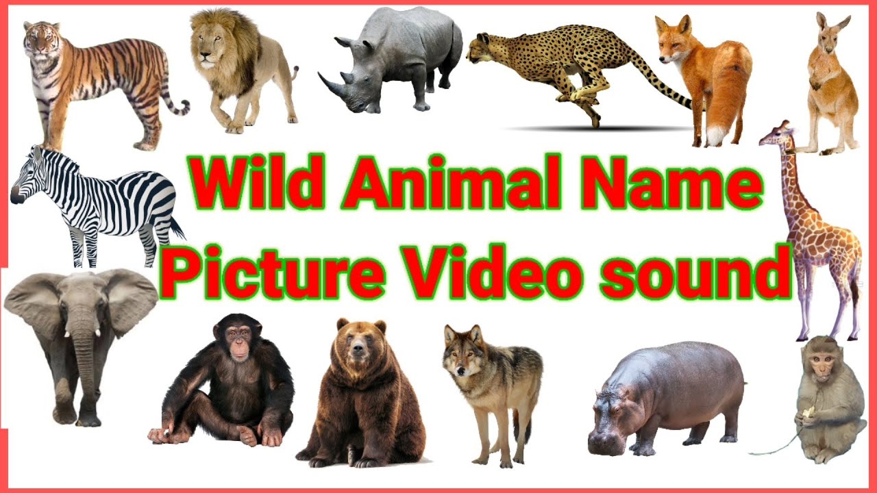 Wild animals names (जंगली जनवारों का नाम) Picture And Sound video | Learn Animals  Name in English - YouTube