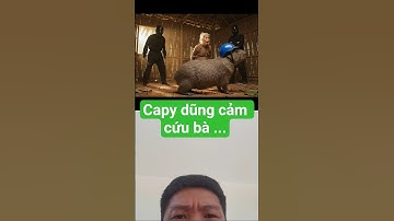 capybara dũng cảm cứu bà... #capybara #giaitri
