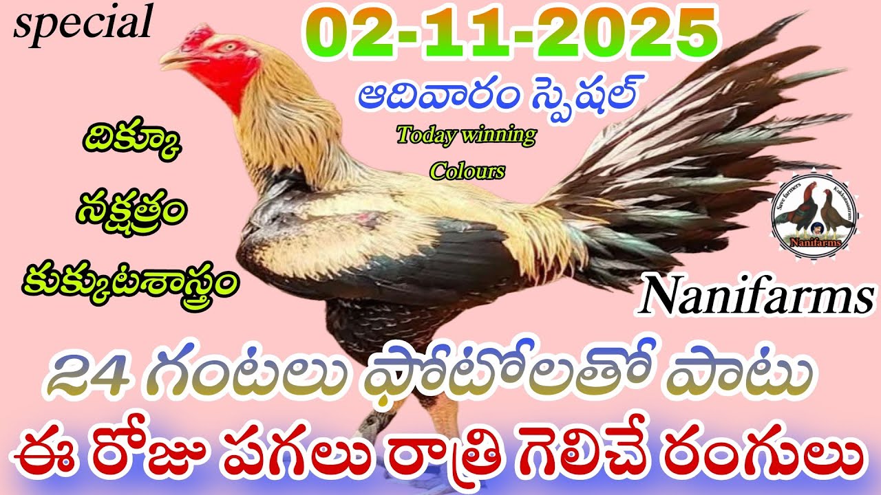 02 November 2025 Today winning colours//Nanifarms Atoz channel//kukkutasastram telugu 