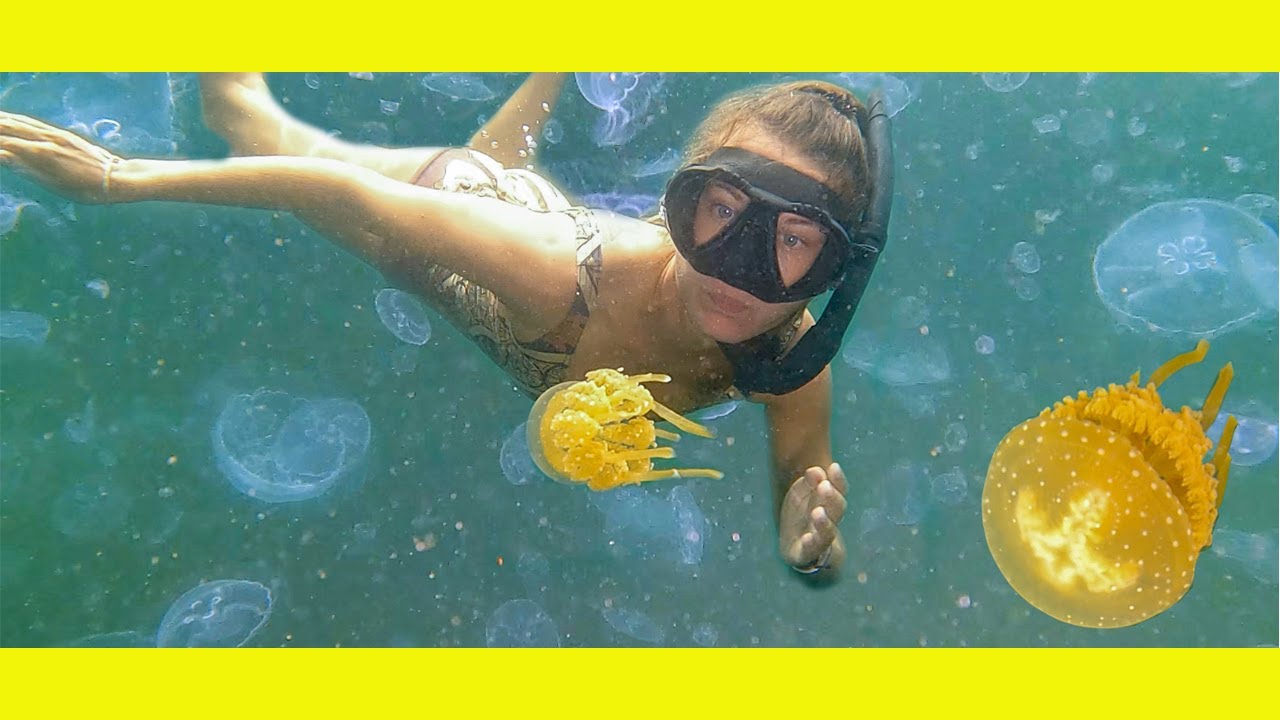 Swimming with MILLIONS of Jelly Fish(Learning By Doing Ep170)