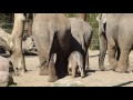 Baby Elephant Yunha