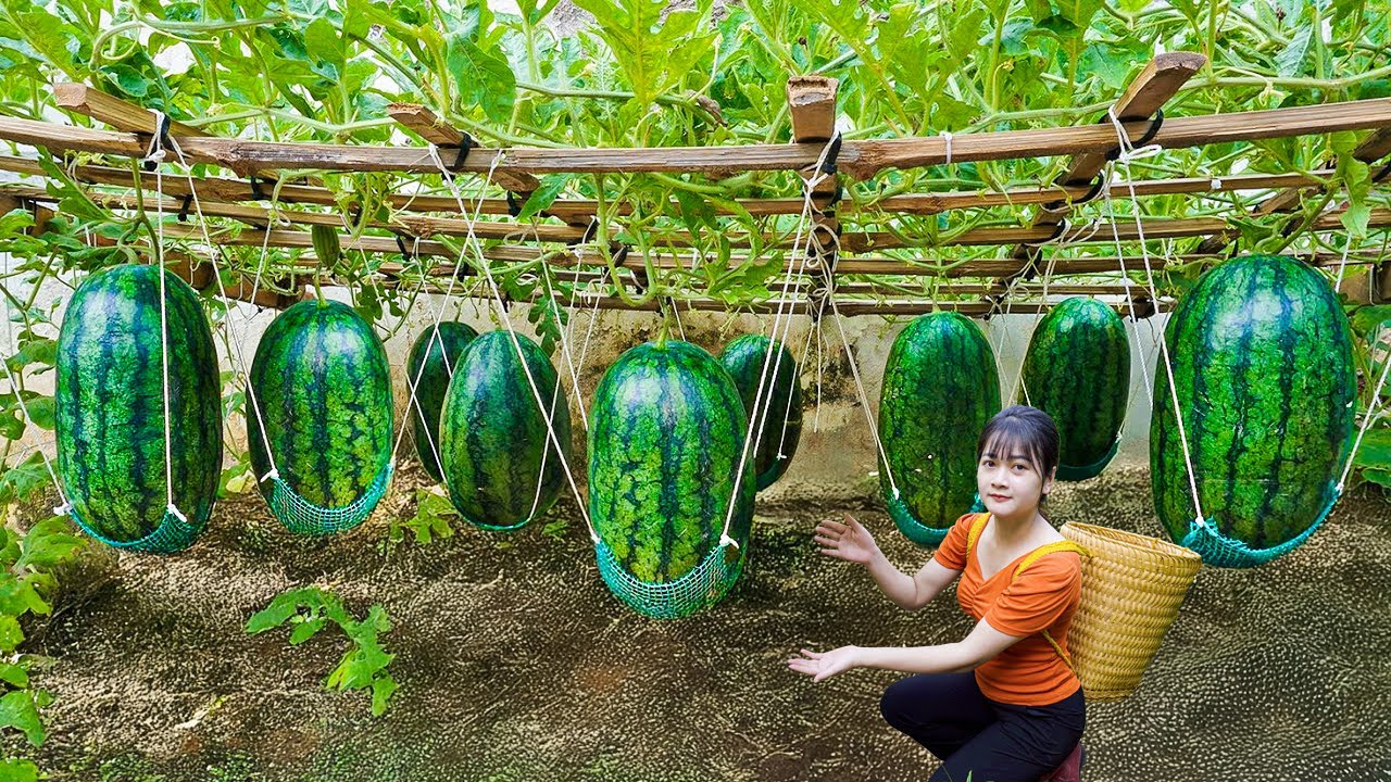 Ly Trieu Ca: Harvesting Sweet Giant Tropical Watermelon - Recipe traditional fruit salad in village