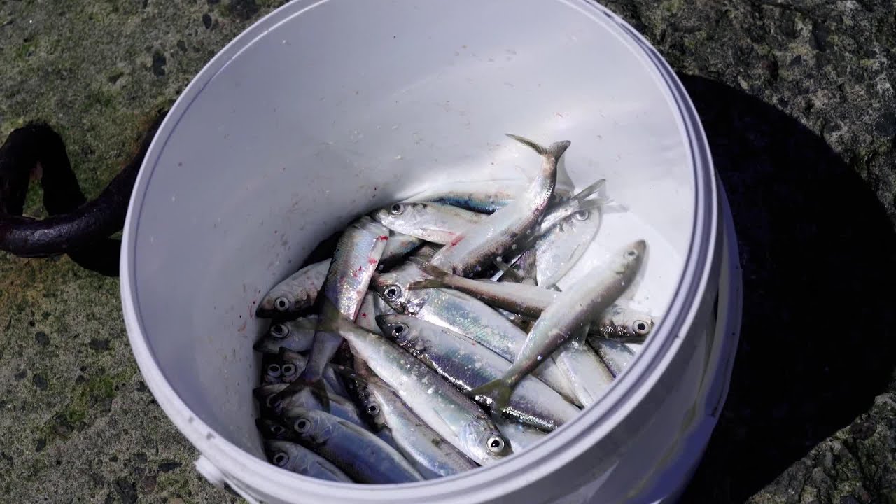 Makšķerē ar Olti S2E6