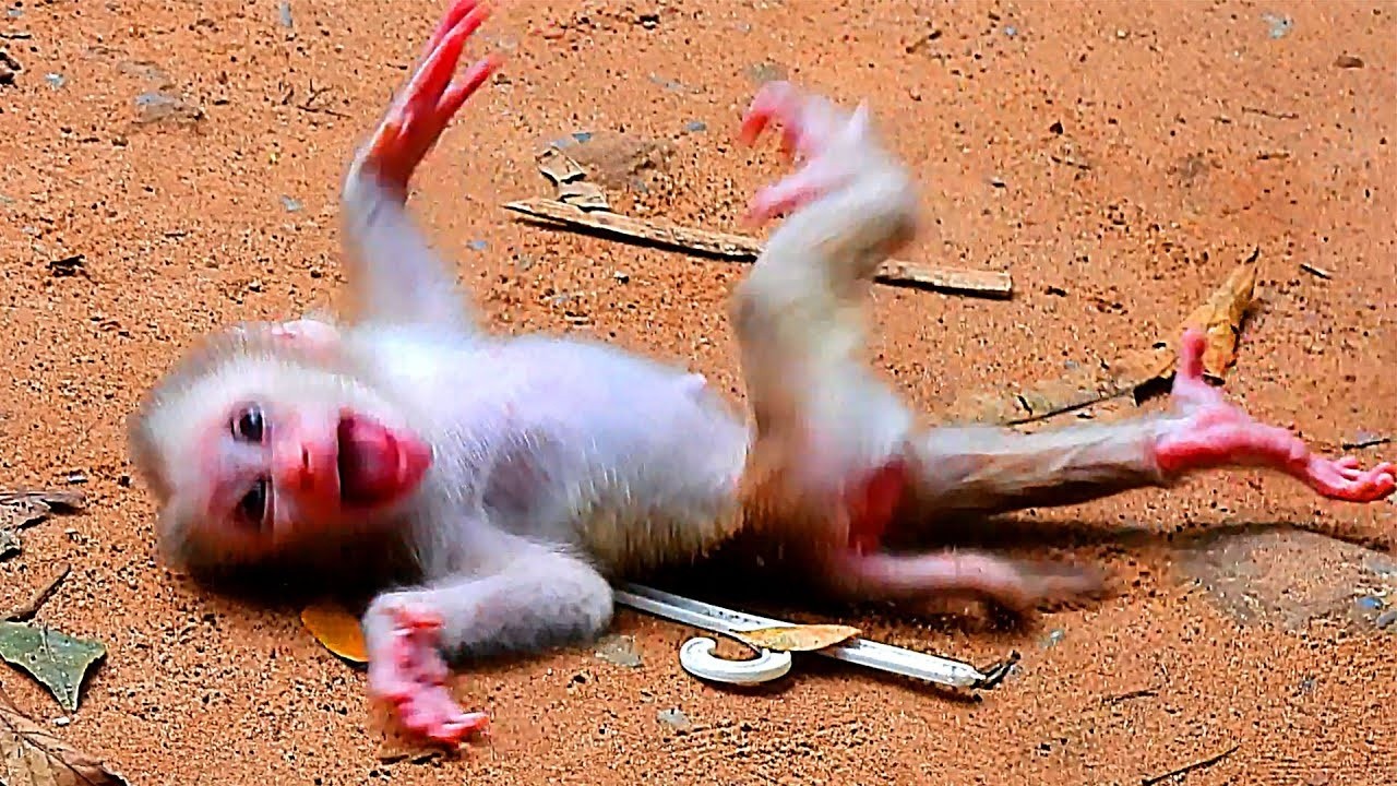 NICE CLIP VIDEO MONEKY- MIX VDO MONKEY -ADORABLE MONKEYS.LJ;