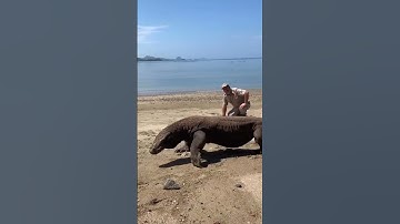 Giant Komodo Dragon 😱🦖 Komodo National Park.