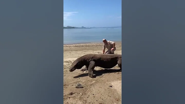 Giant Komodo Dragon 😱🦖 Komodo National Park.