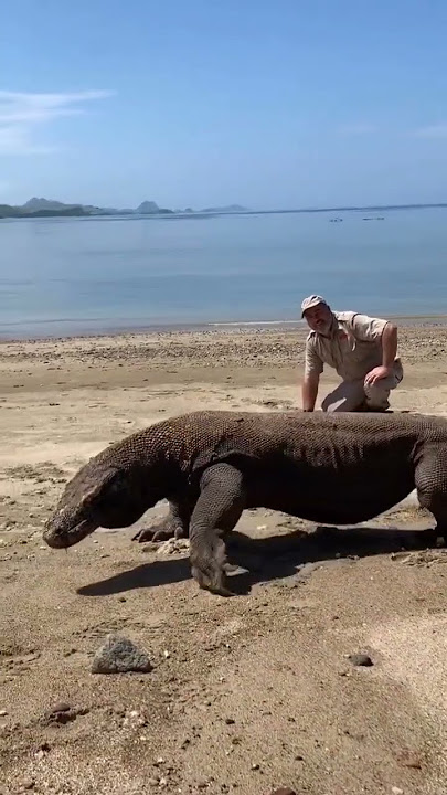 Giant Komodo Dragon 😱🦖 Komodo National Park.