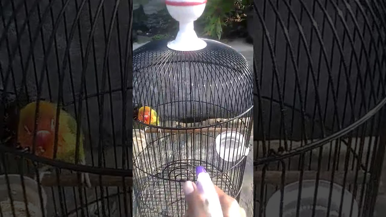 Love Bird 