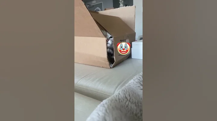 Video 11749811: funniest cats dogs funny, cute cats dogs funniest