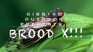 BROOD X 2021: CICADA MANIA TROUT SMACKDOWN!