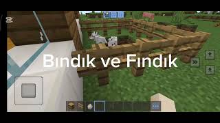 Bındık Ve Fındık