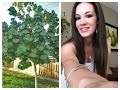 El mejor arbol para tener en casa...!! majagua o hibiscus