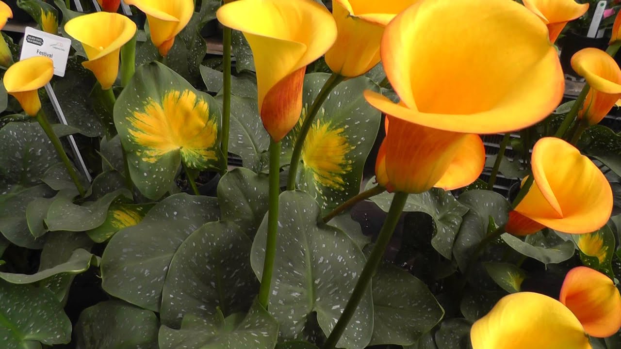 Calla Lily "Festival" - Orange/Yellow Calla Lilies