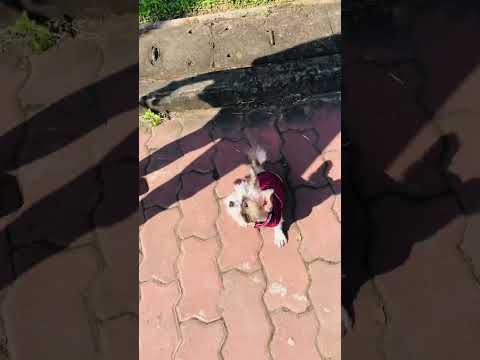 Video Nem hết bệnh cho đi chơi, chạy thở mệt lè lưỡi - youtube