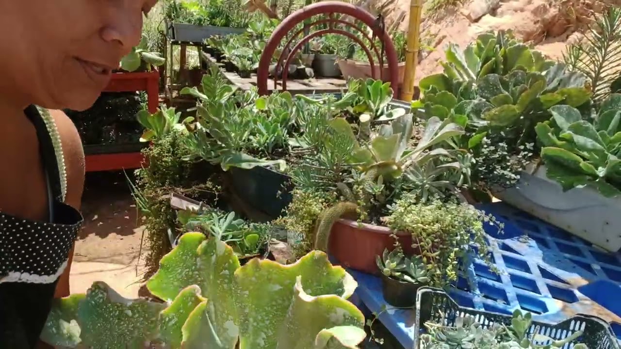 Corte das gigantes um luxo#suculentas #plantas#naturezasurpreendente  