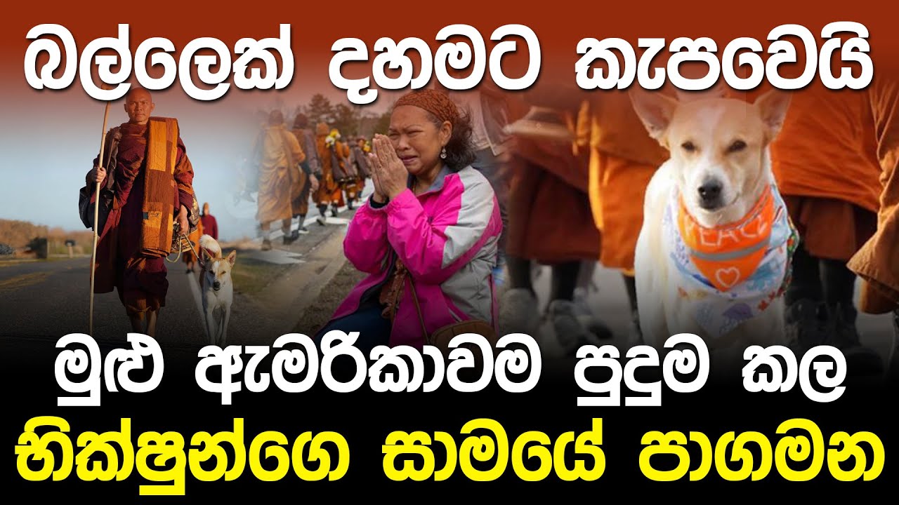 බල්ලෙක් දහමට කැපවෙයි? ඇමරිකාවම පුදුම කල  සාමයේ පාගමන | Aloka the Peace Dog Joins Monks' Walk |
