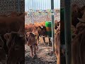 Watch cows go wild over their favourite cattle brush. #cow #cowbrush #cattle #cattlebrush