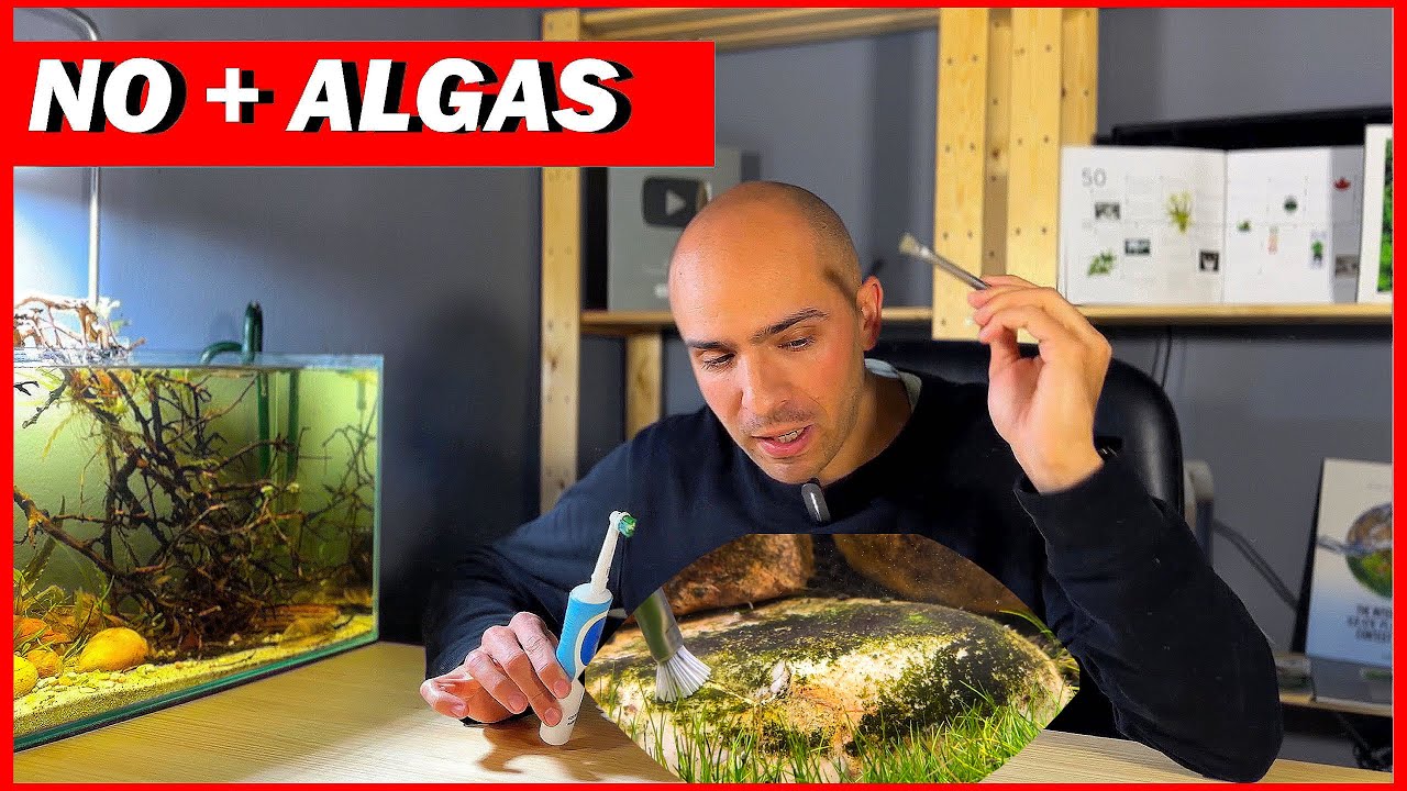 ¿COMO ELIMINAR ALGAS DE TRONCOS Y ROCAS? / MIS FAVORITOS