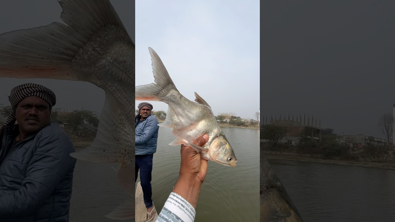 🐟Most Challenging Freshwater Fish Catch by a Fisherman 