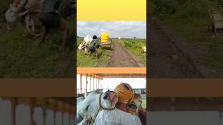 ఈ ఎద్దు ఏం చేసిందో చూడండి, లైక్ చెయ్యండి #bull #cowvideos #cow #viralshort #farming #farmer