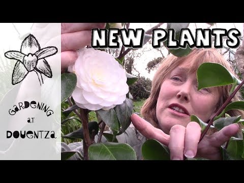 Vídeo: Helianthemum Sunrose Informació: aprèn a cultivar flors de Sunrose
