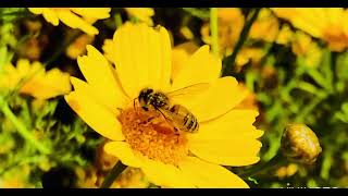 A Bee Ing Daisy Nectar, Mina, 2024