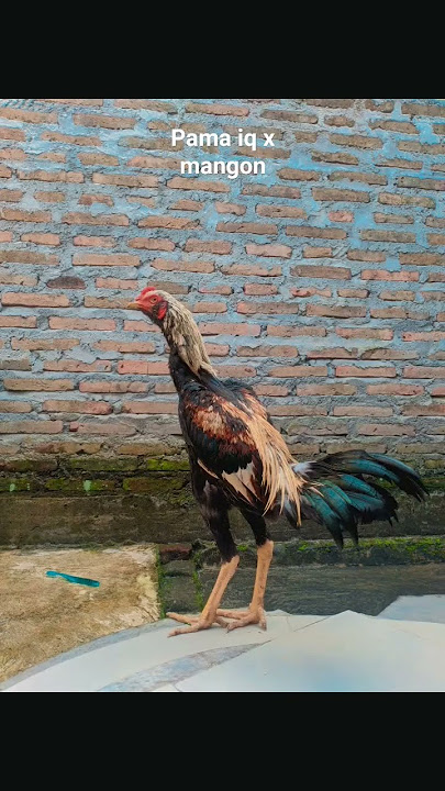 jalur pama iq x mangon semoga memuaskan #pamaiq#ayamaduan
