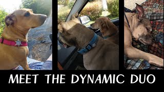 Meet The Pooches | A Break From Books