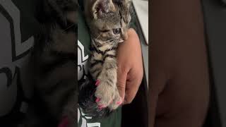 They are nail caps. But isn’t she cute! #kitten #cat #zhurithekitten #kittens #kitty