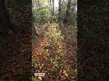 Autumn Sunlight Forest 🍂☀️ | Peaceful Nature Moment #shorts