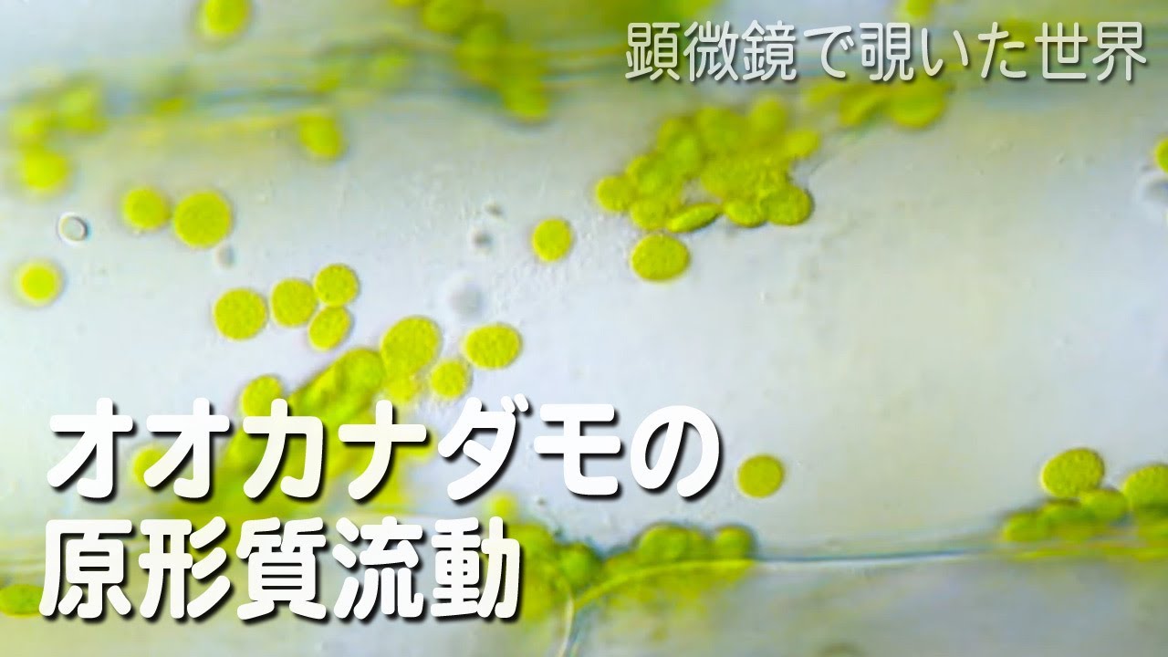 原 形質 と は 原形質とは Ofertadalu Com Br 原 形質 と は 原形質とは Ofertadalu Com Br