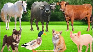 Amazing Farm Animals: Cats, Chickens, Pigs, Cows, Ducks, Goats, Dogs – Animal Sounds