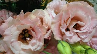 virgo magical changes july taroscope 2016