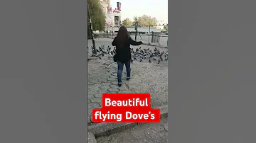 Satisfying Doves Flying Shortvideo 