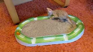Cornish Rex Kitten Track Toy