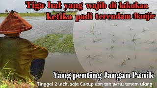 Padi Terendam Banjir...!  ini Tiga Tahapan yang wajib dilakukan biar padi kembali normal