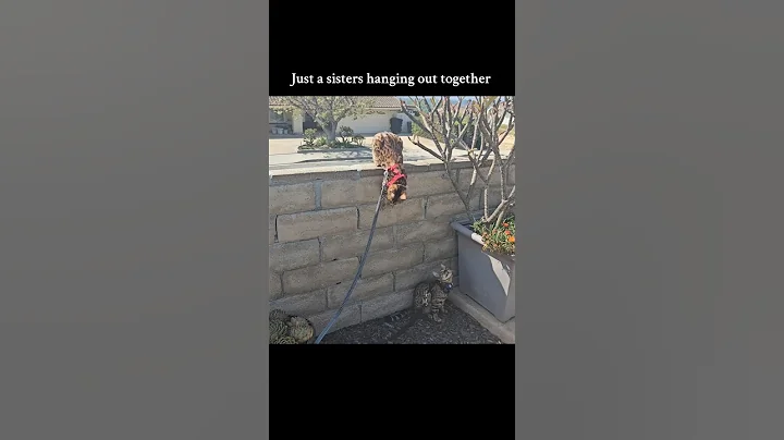 Watch the video about Sisters Hunting Outside!#kitten #bengals #cute
